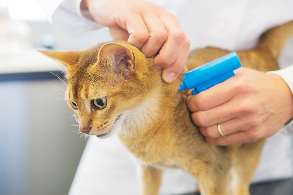 General Surgery and Microchipping